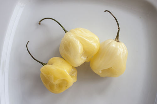 White Giant Habanero Peppers